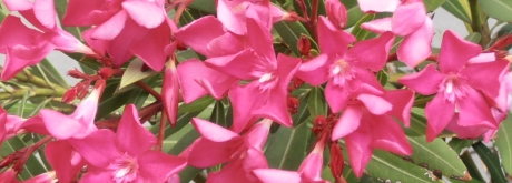 Oleander